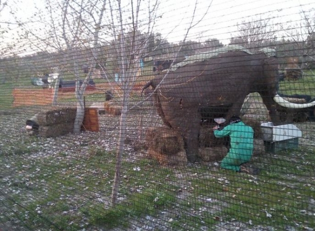 escondete tras el elefante.jpg